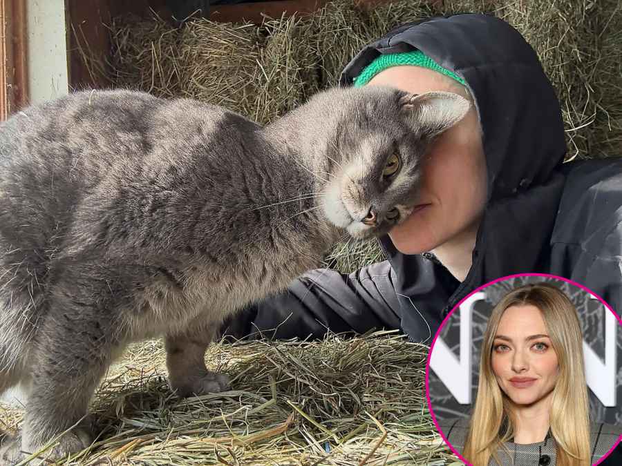 Amanda Seyfried They Make Up Backstories About Their Cats Just Like Us