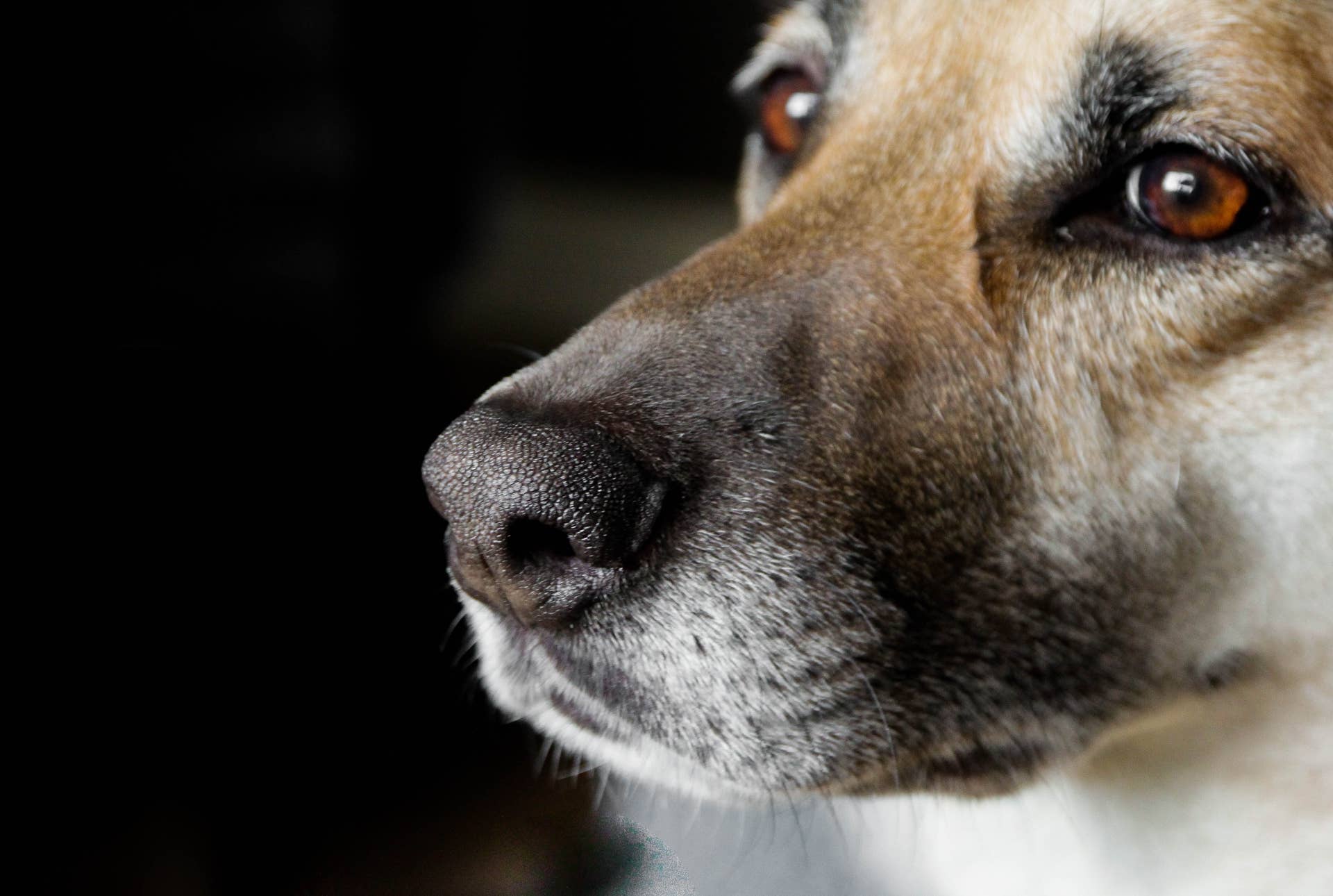 close-up-of-dogs-nose