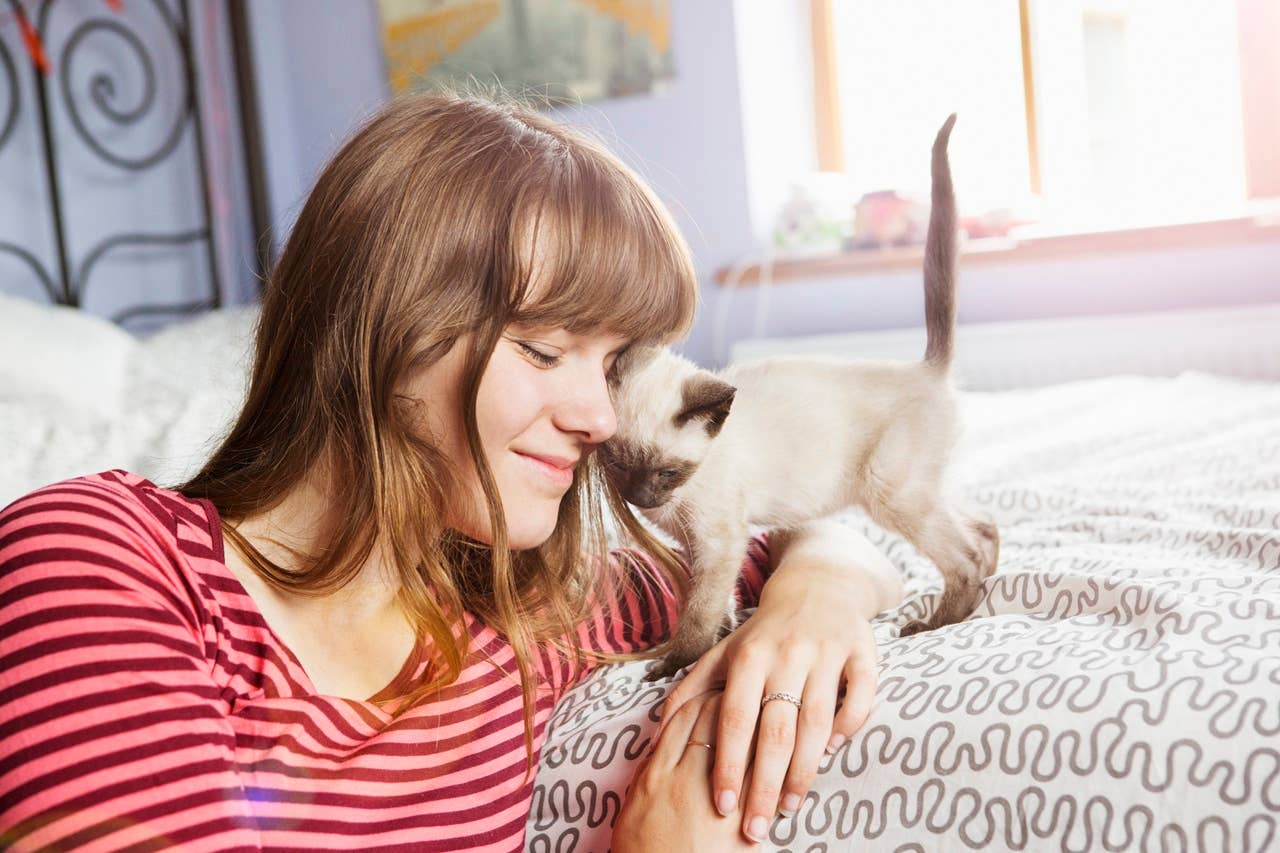 a-loyal-cat-that-has-a-close-bond-with-its-owner