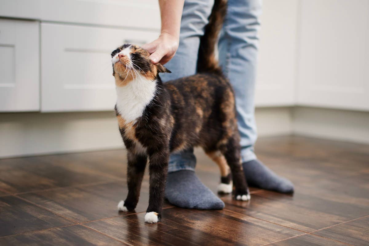 man-stroking-his-cute-contented-cat-at-home