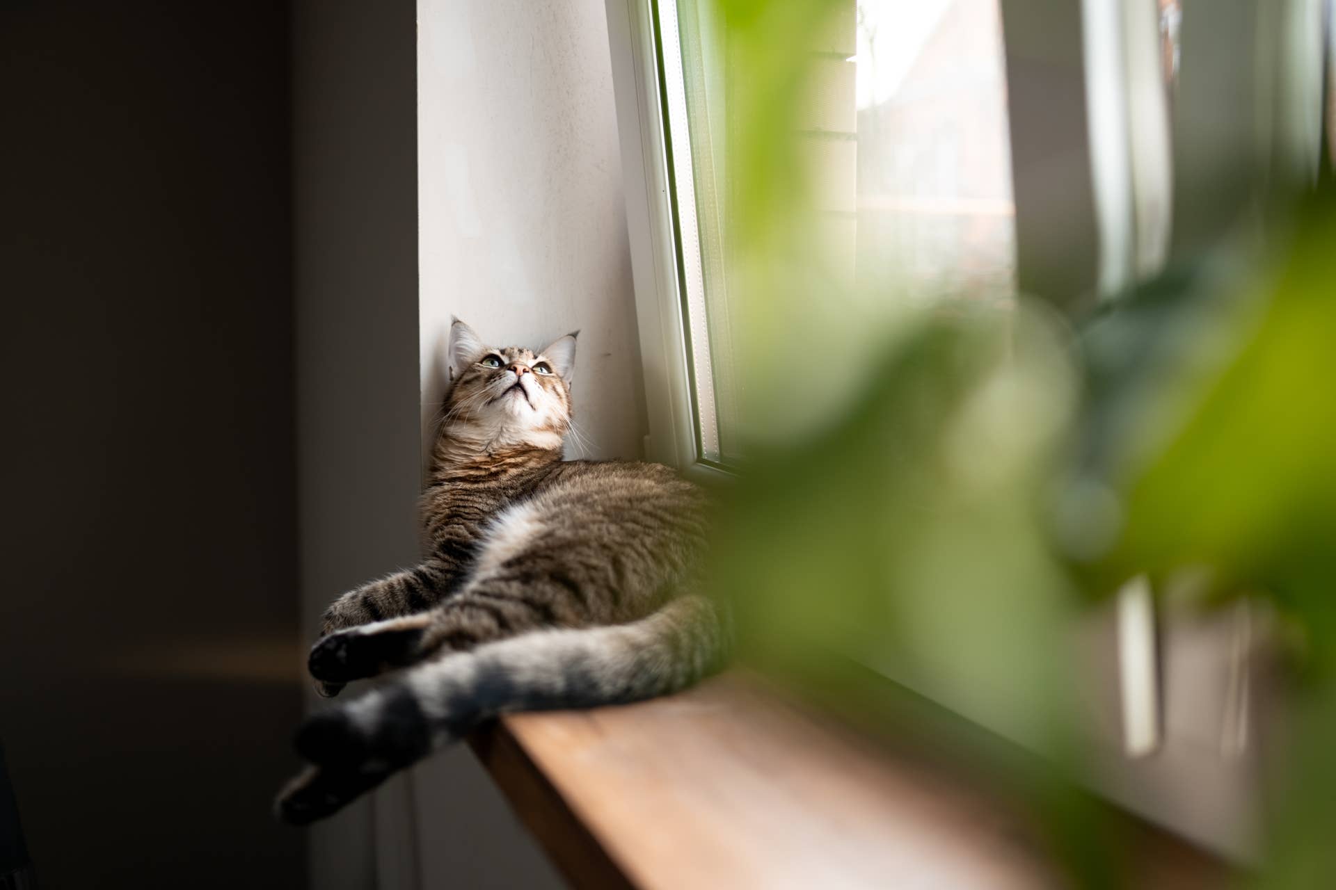 close-up-portrait-of-a-gray-striped-domestic-cat-sitting-on-a-window-around-houseplants-image-for-veterinary-clinics-sites-about-cats-for-cat-food